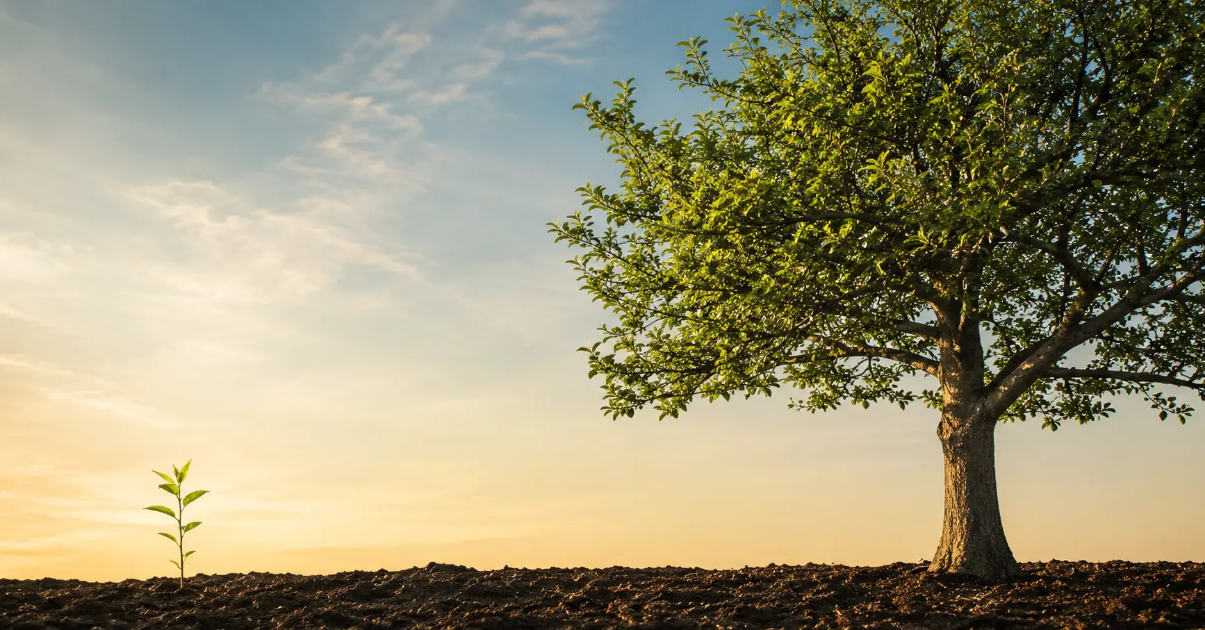 Seedling growing beside a mature tree representing how SEO builds over time.